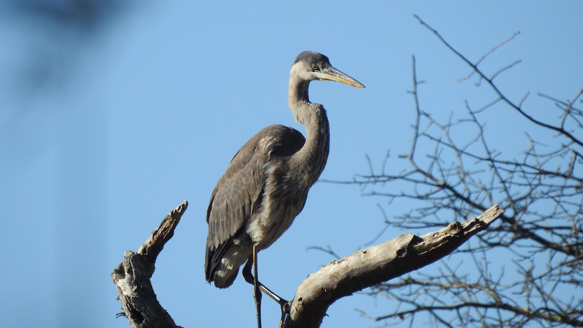 Great Blue Heron - ML613298264