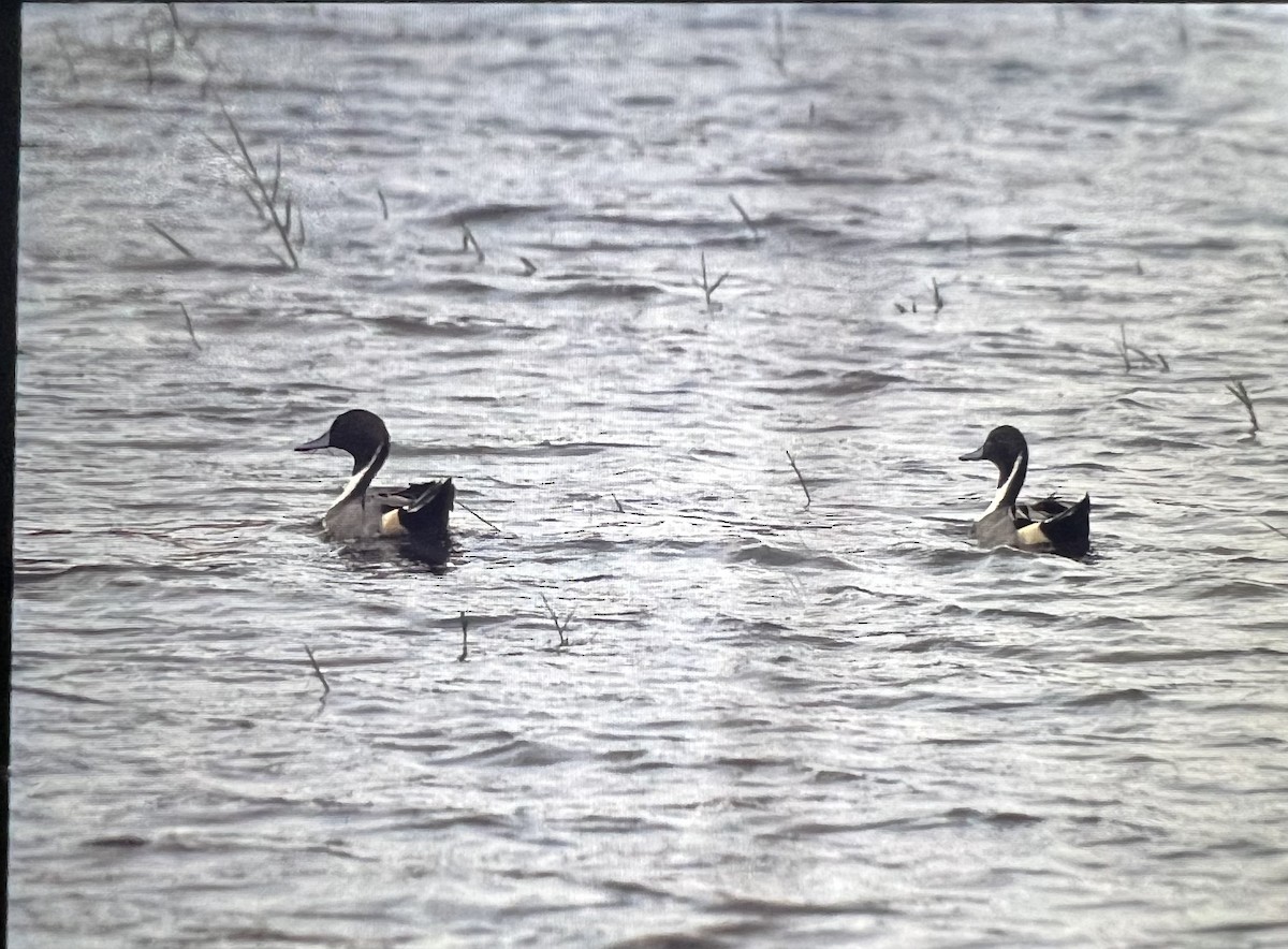 Northern Pintail - ML613298265