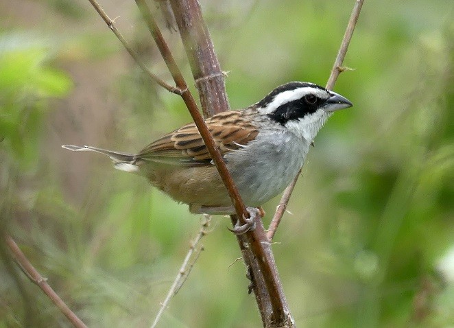 Stripe-headed Sparrow - ML613298269