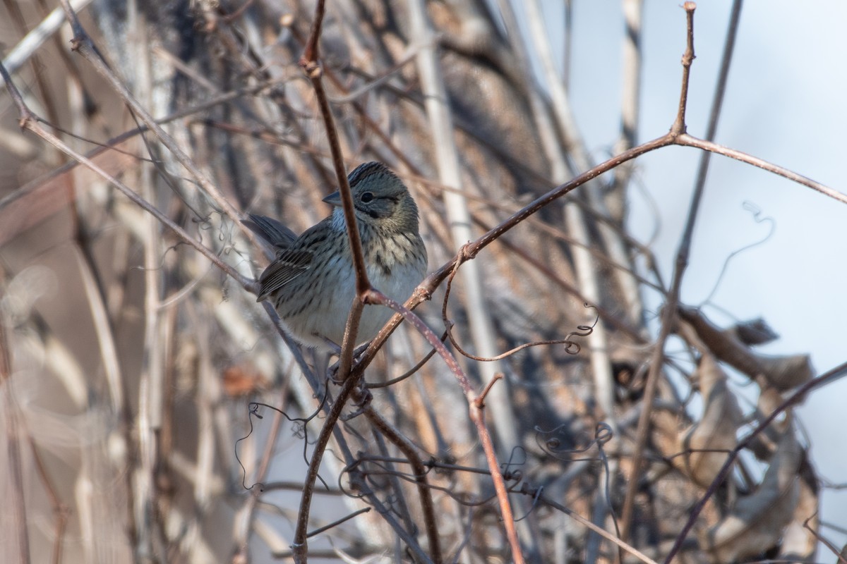 Lincoln's Sparrow - ML613298386