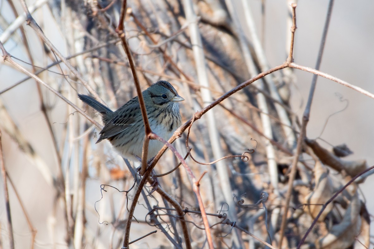 Lincoln's Sparrow - ML613298387
