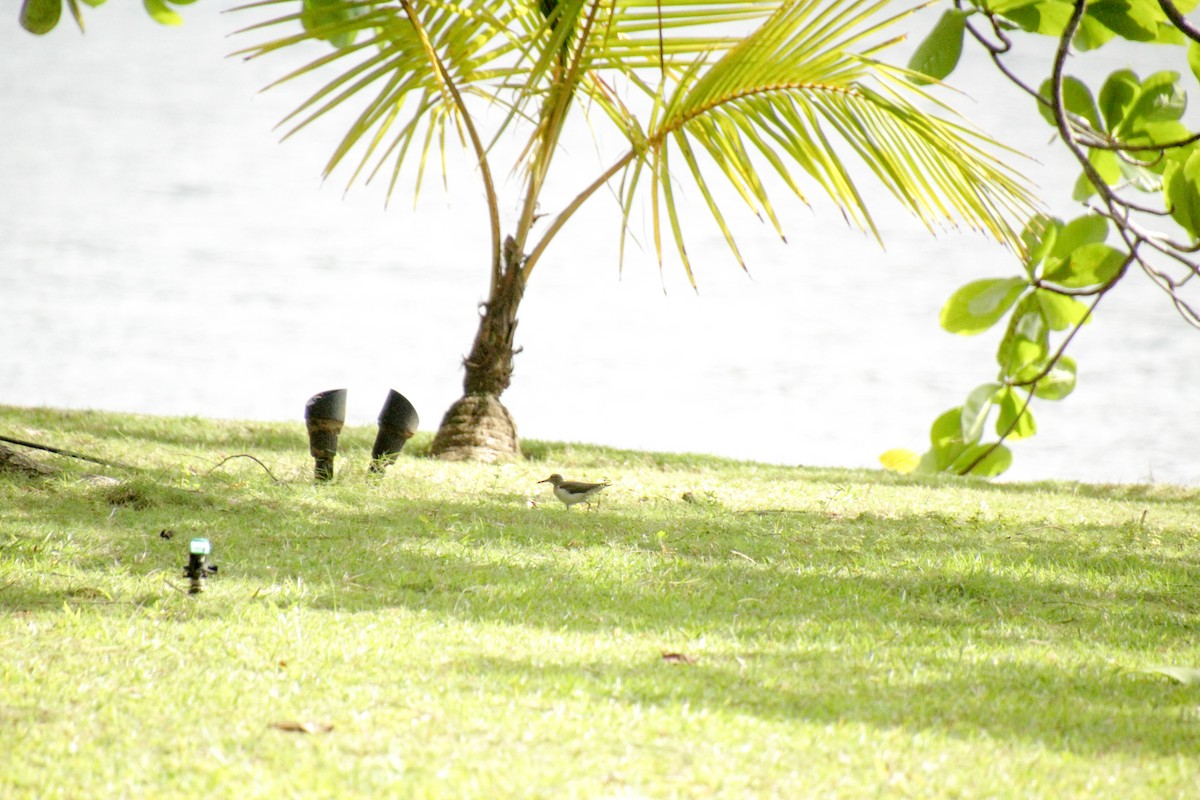 Spotted Sandpiper - ML613298388