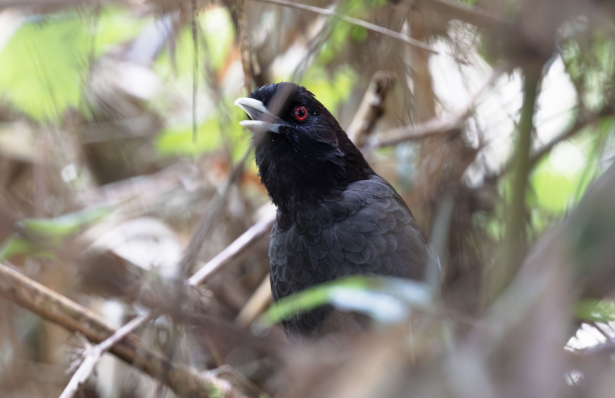 Pale-billed Antpitta - Timo Mitzen