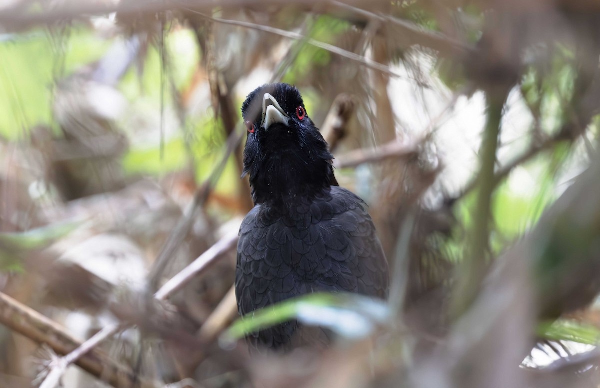 Pale-billed Antpitta - ML613298403