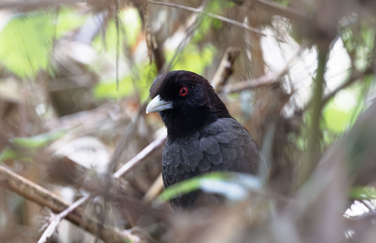 Pale-billed Antpitta - ML613298404