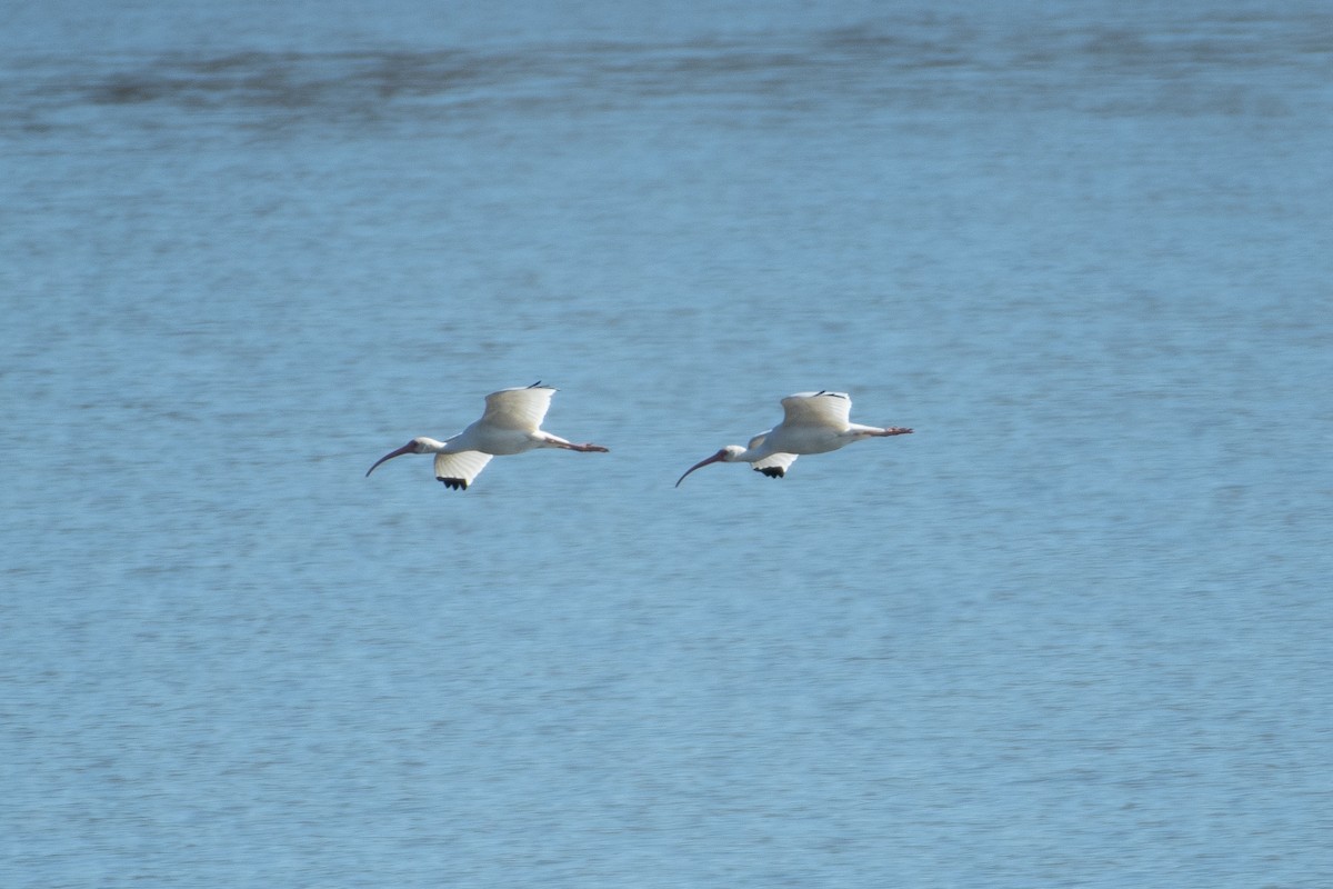 White Ibis - ML613298418