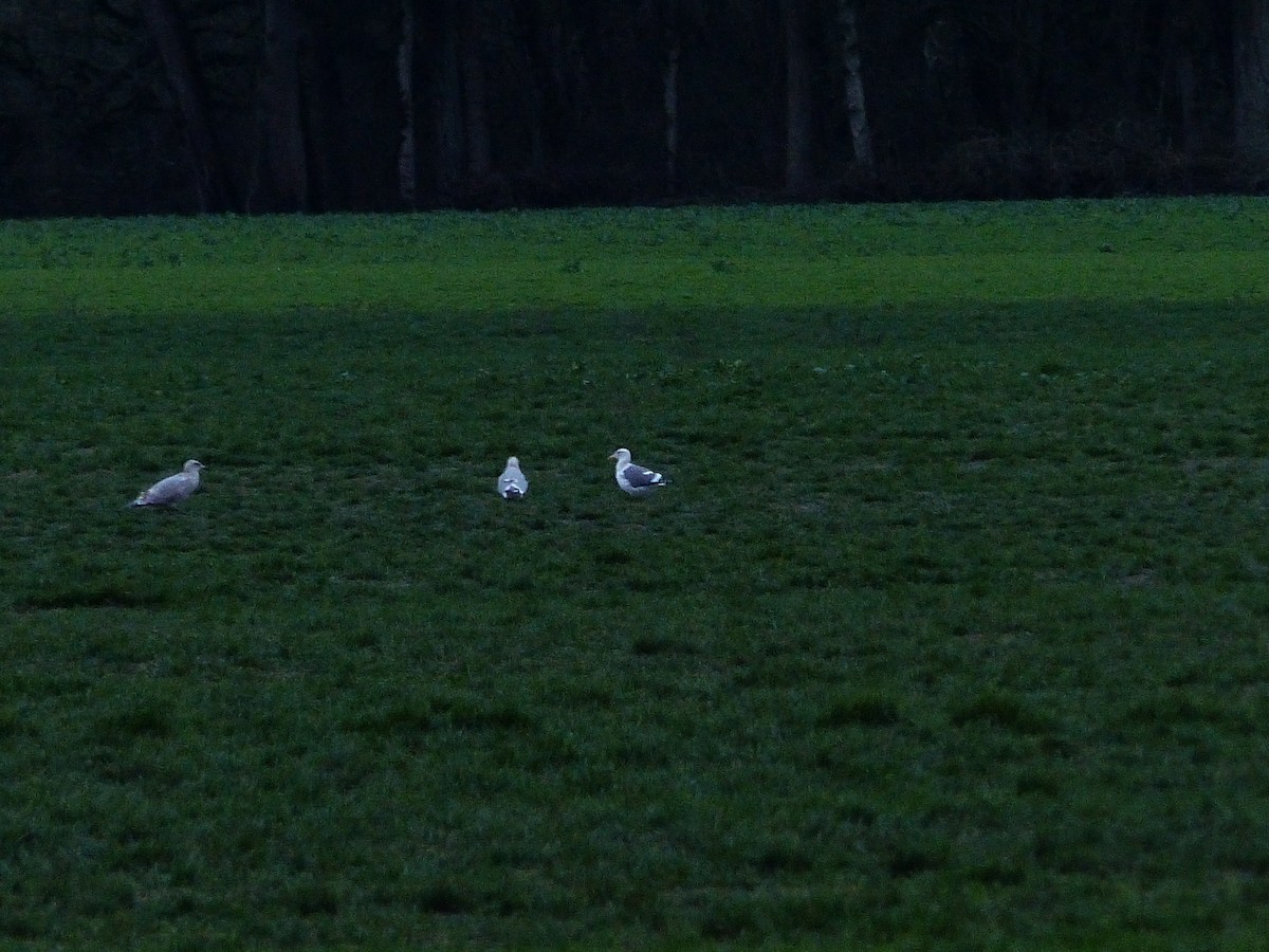 Gaviota (Larus) sp. - ML613298429