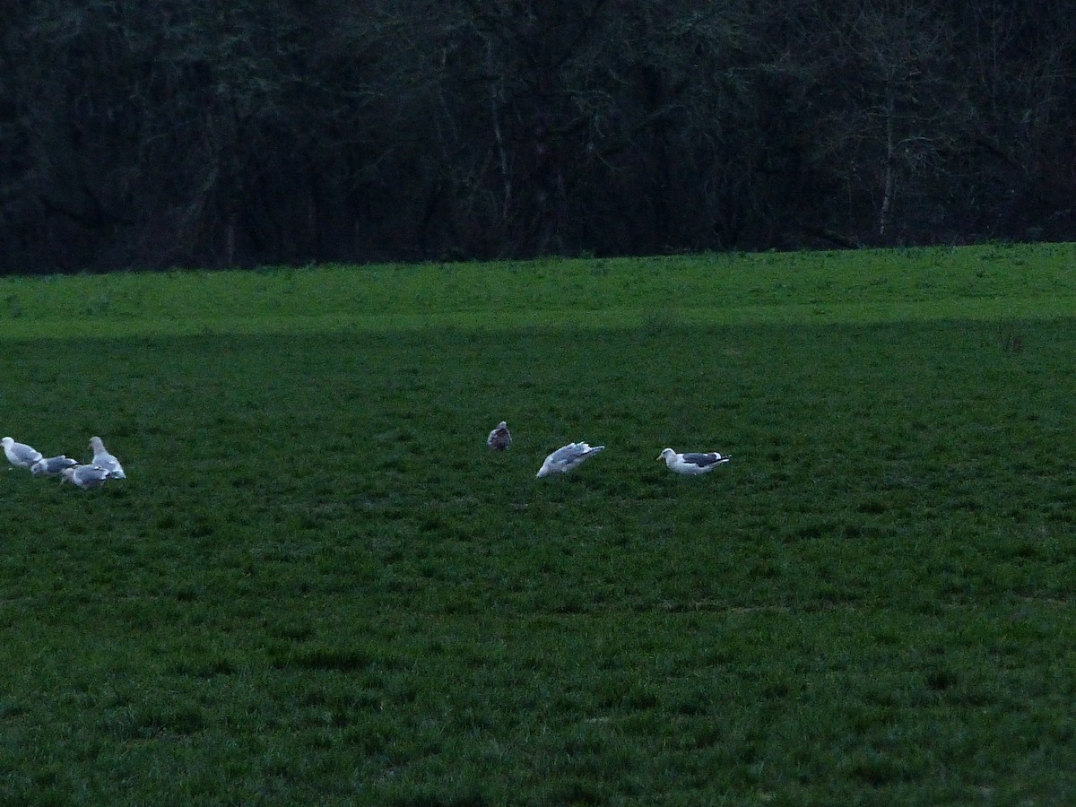 Gaviota (Larus) sp. - ML613298431