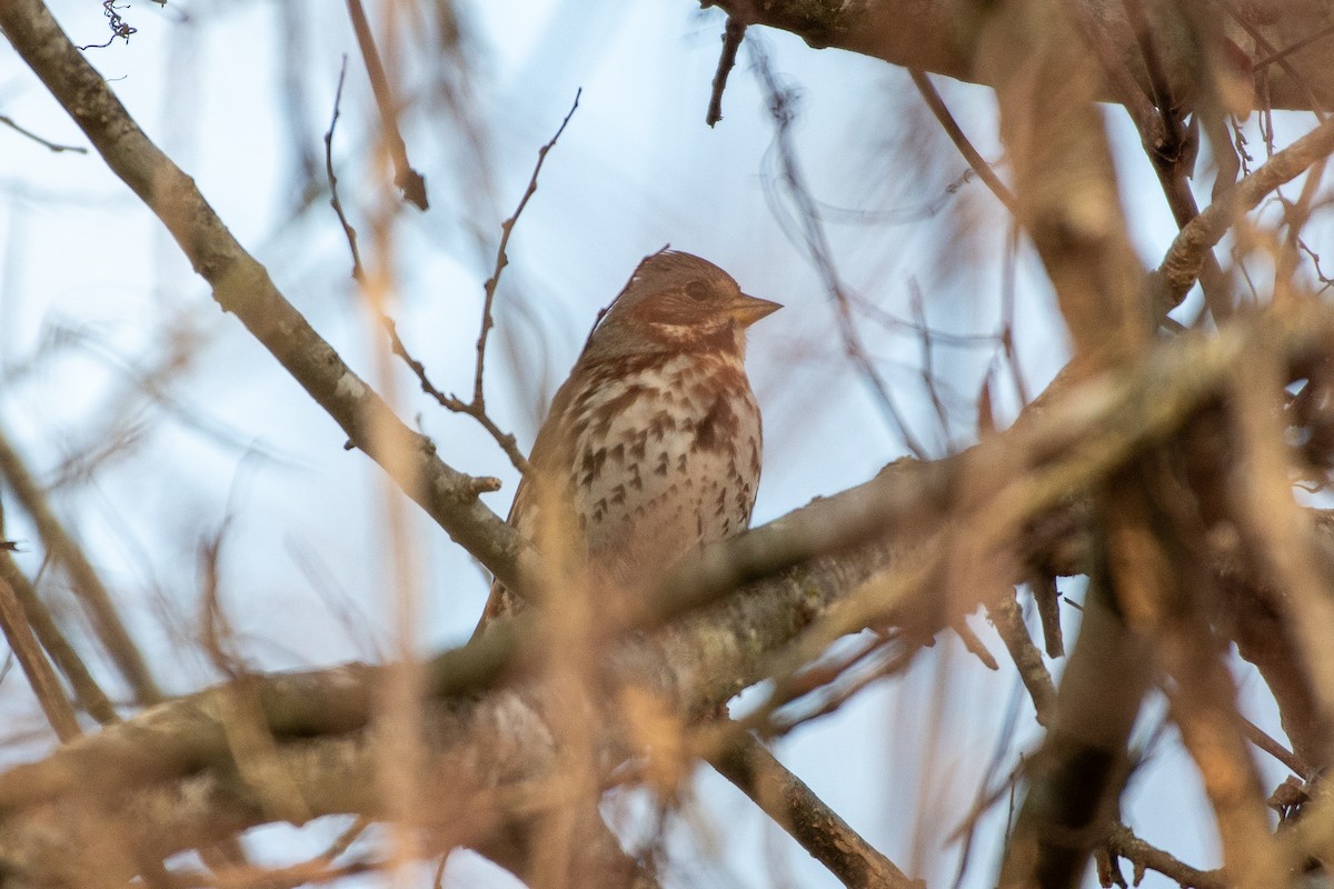 Fox Sparrow - ML613298453