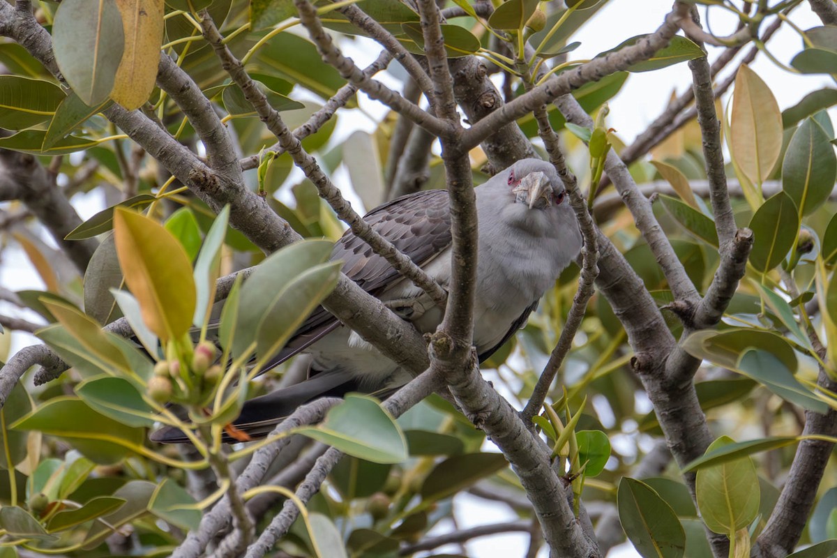 Channel-billed Cuckoo - ML613298478