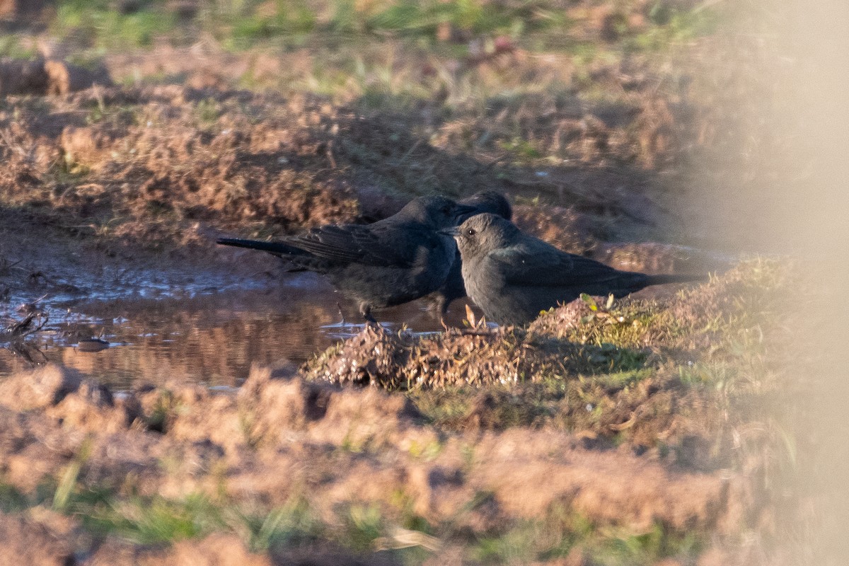 Brewer's Blackbird - ML613298480
