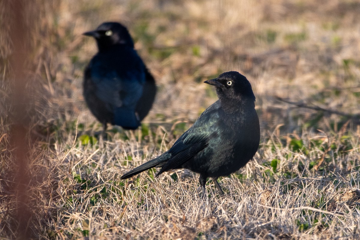 Brewer's Blackbird - ML613298481