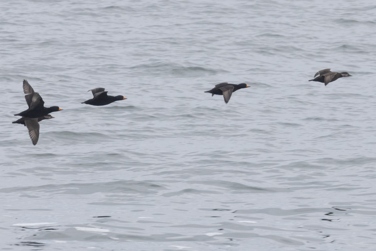 Black Scoter - ML613298483