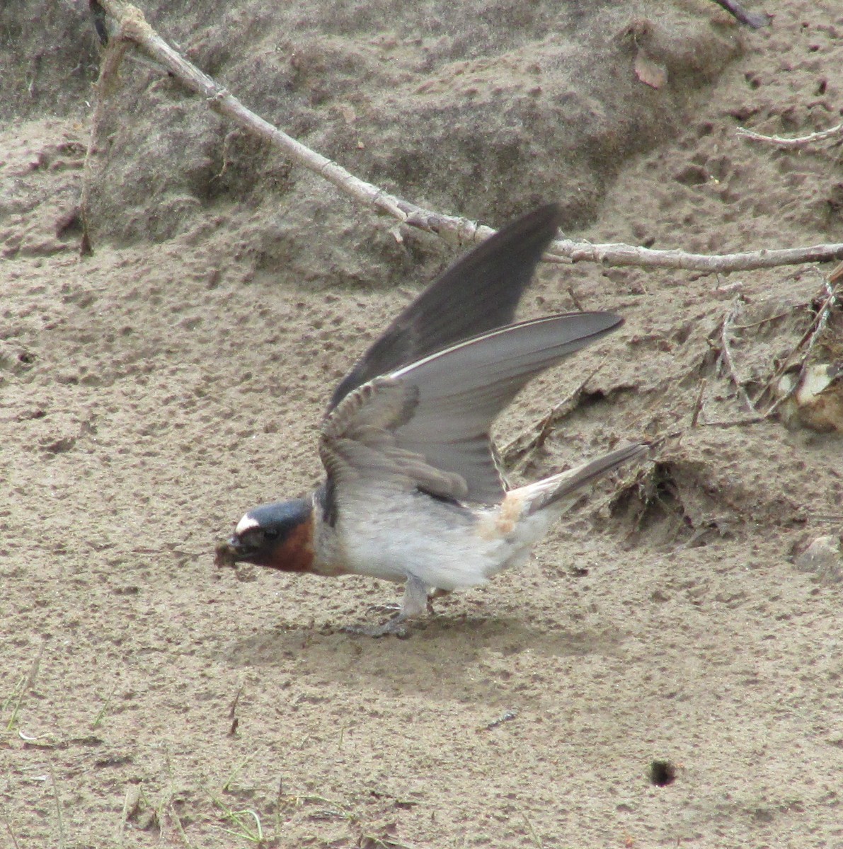 Golondrina Risquera - ML61329851