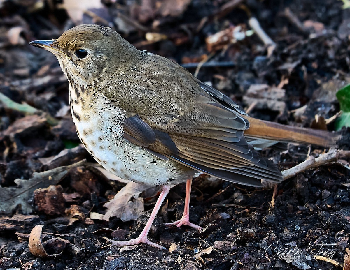 Hermit Thrush - ML613298594