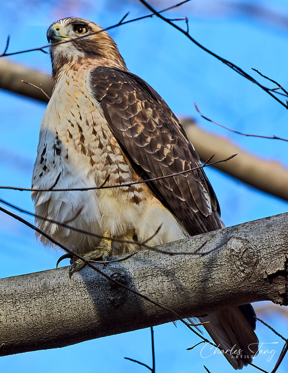 Red-tailed Hawk - ML613298602