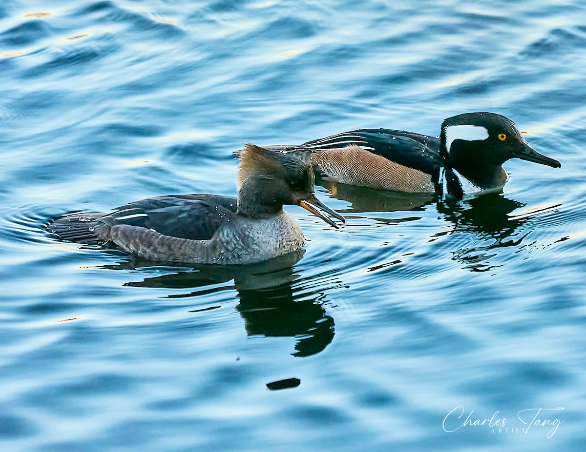 Hooded Merganser - ML613298604