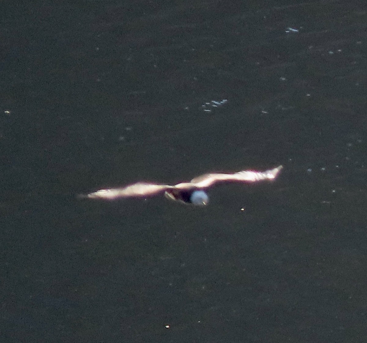 Itsas arrano buruzuria - ML613298608