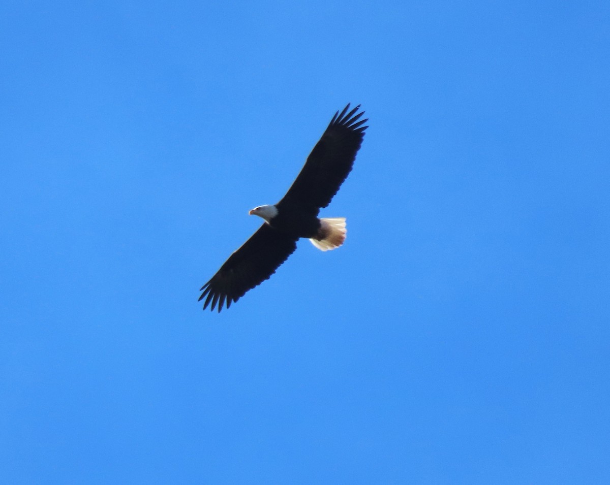 Bald Eagle - Chris Hayward