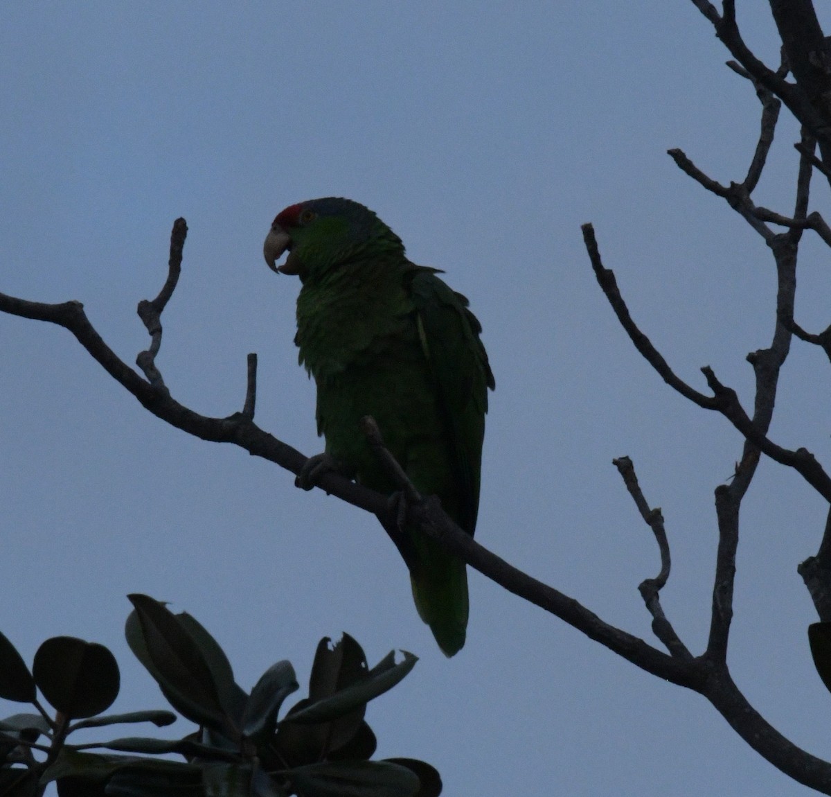 Red-crowned Parrot - ML613298616