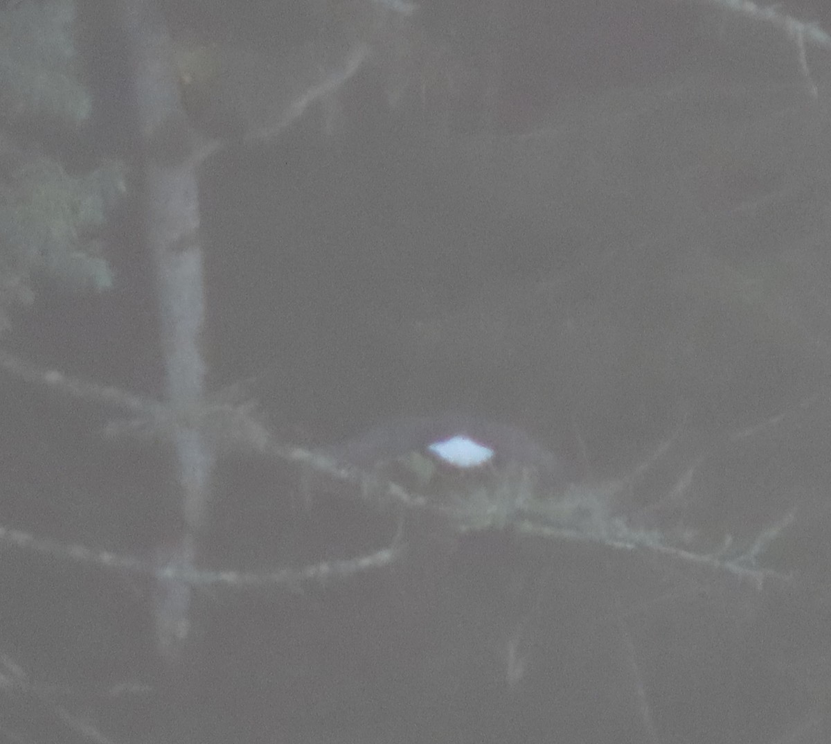 Itsas arrano buruzuria - ML613298617