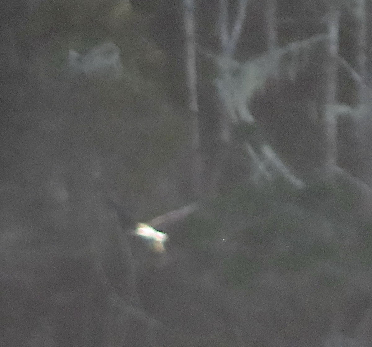 Itsas arrano buruzuria - ML613298618