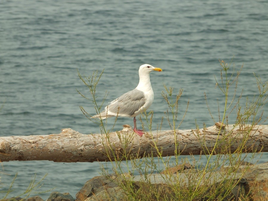 Goéland d'Audubon ou G. à ailes grises - ML613298633