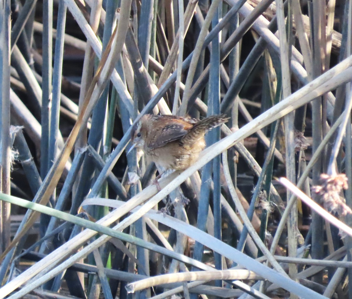 Marsh Wren - ML613298642