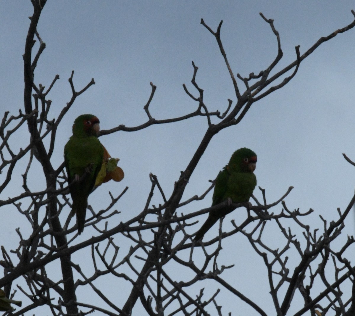 Mitred/Red-masked Parakeet - ML613298683