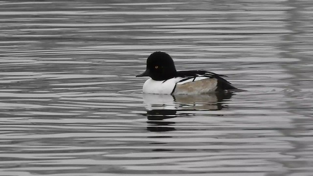 Common Goldeneye x Hooded Merganser (hybrid) - ML613298717