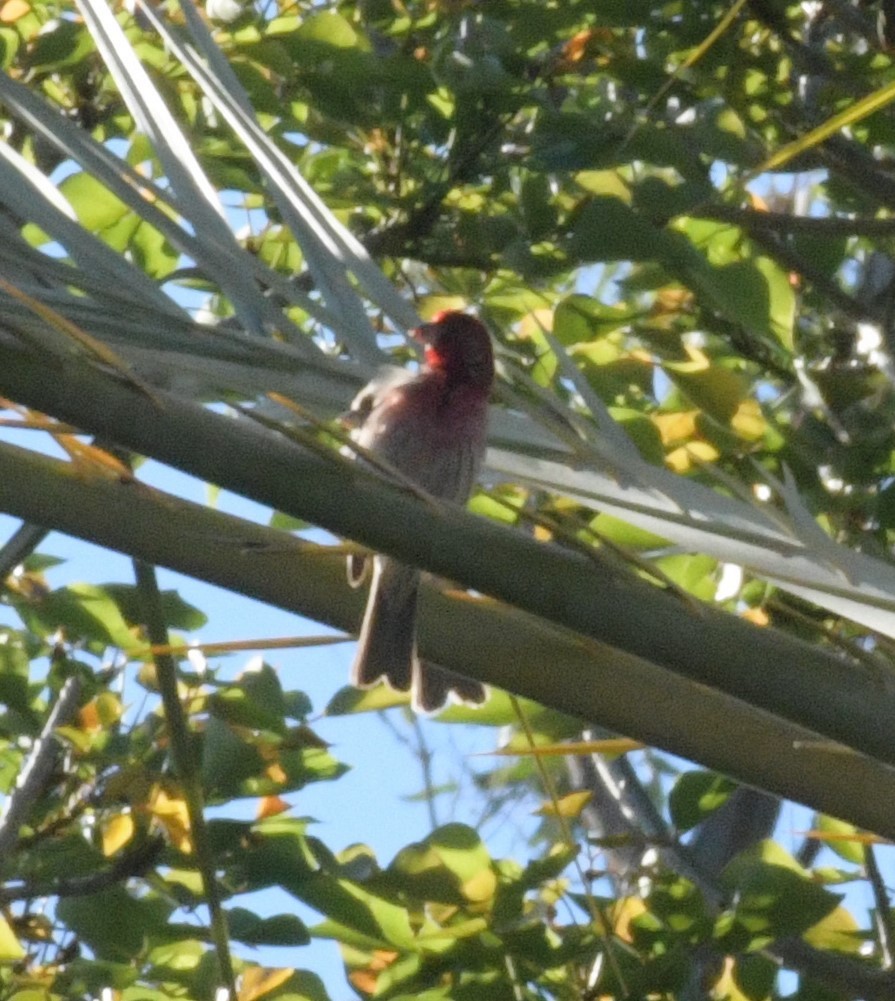 House Finch - ML613298789