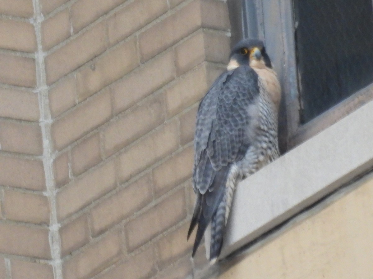 Peregrine Falcon - ML613298827