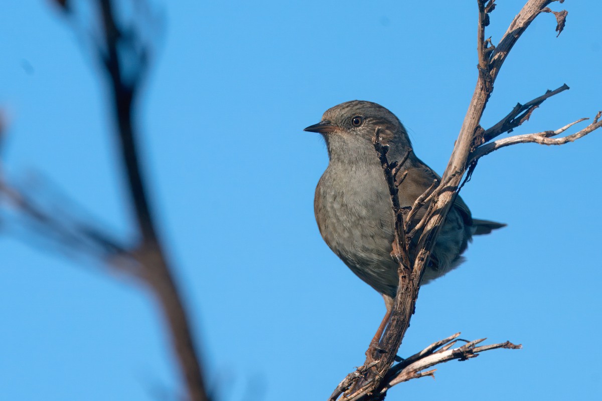 Dunnock - ML613298831