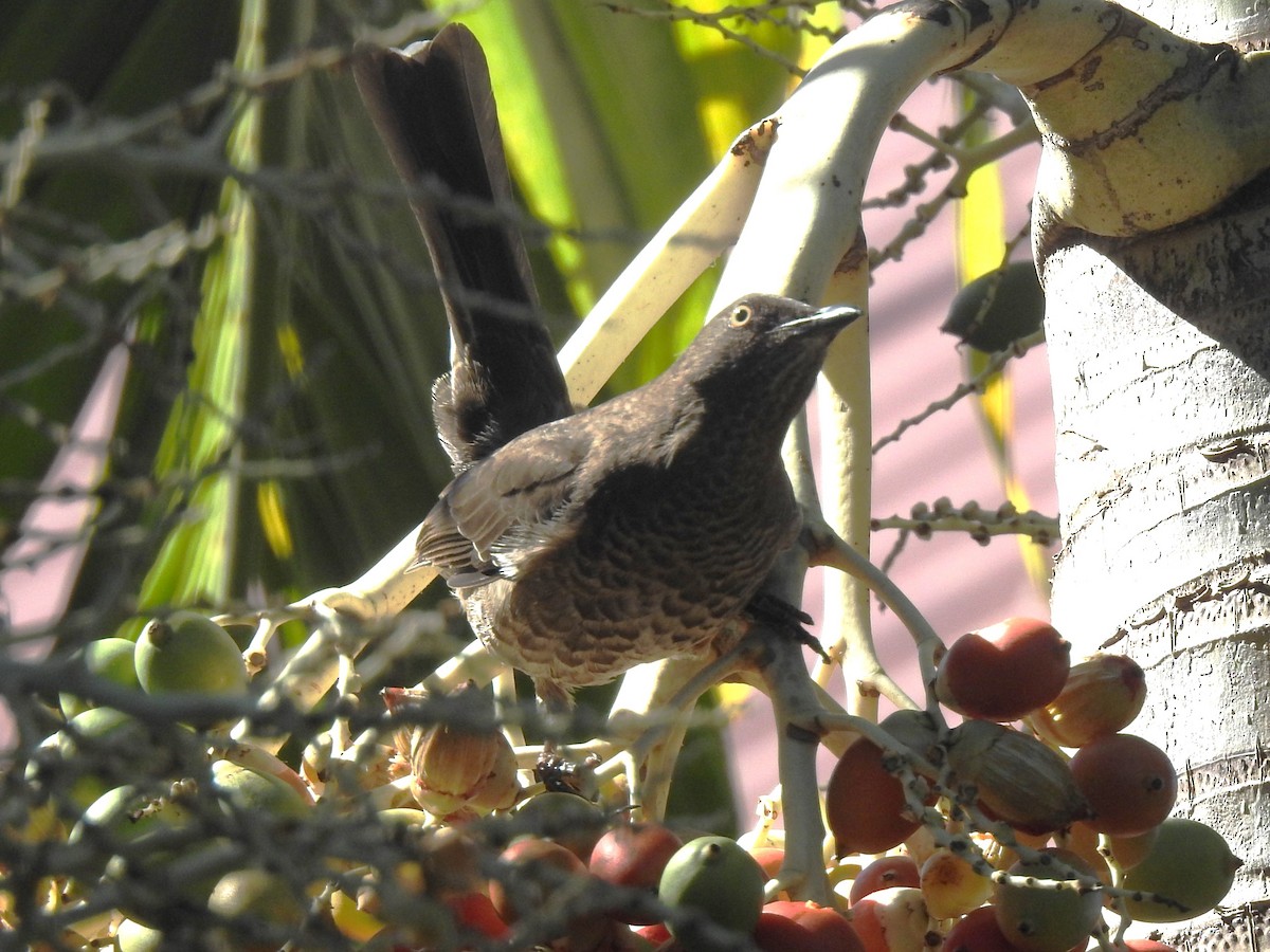 Scaly-breasted Thrasher - ML613298862