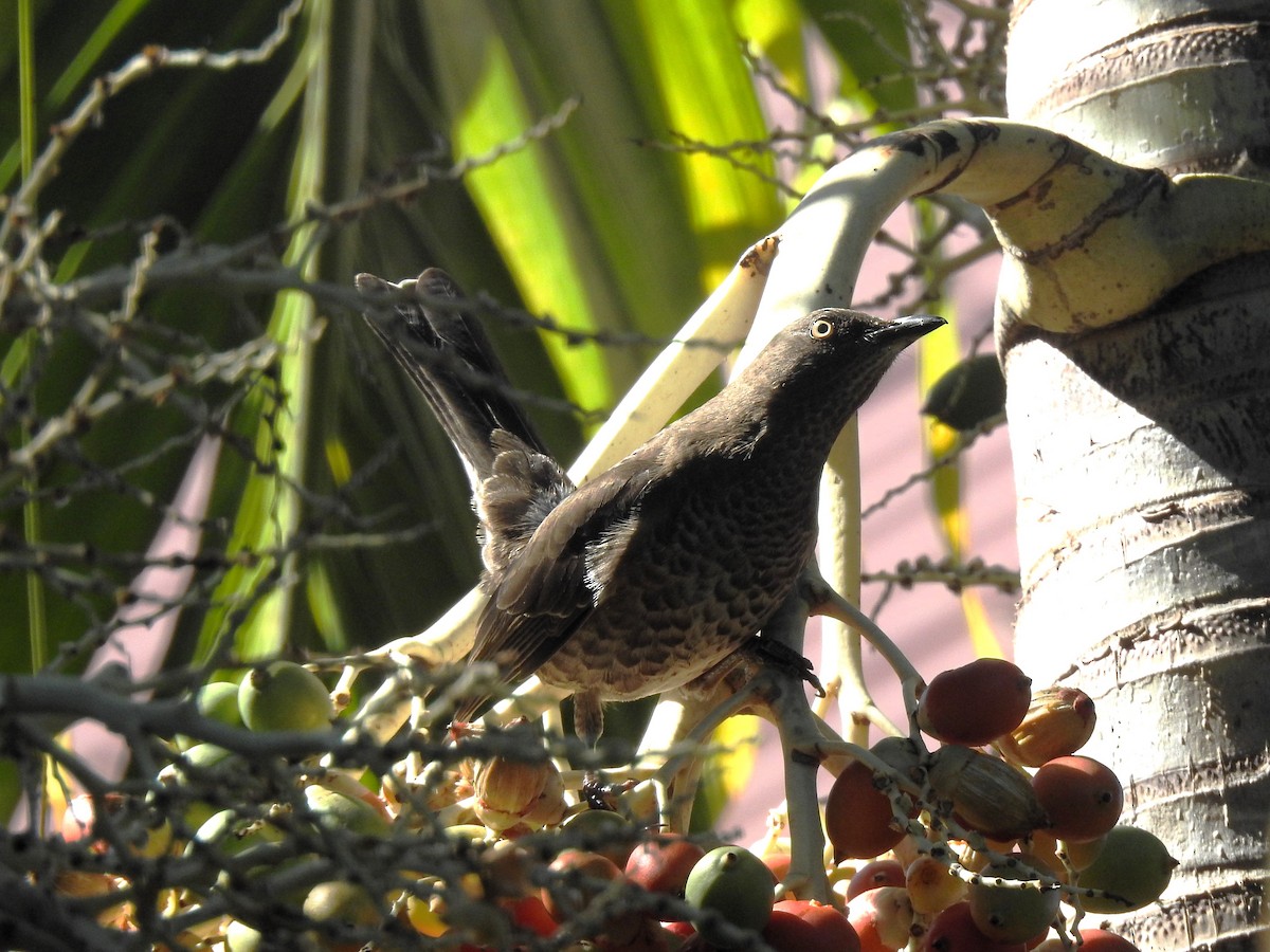 Scaly-breasted Thrasher - ML613298863