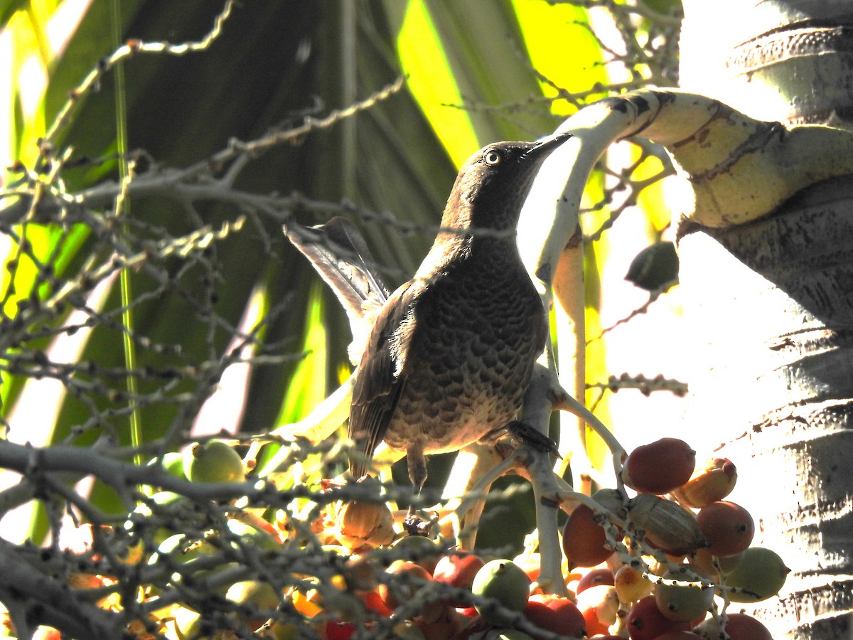 Scaly-breasted Thrasher - ML613298864