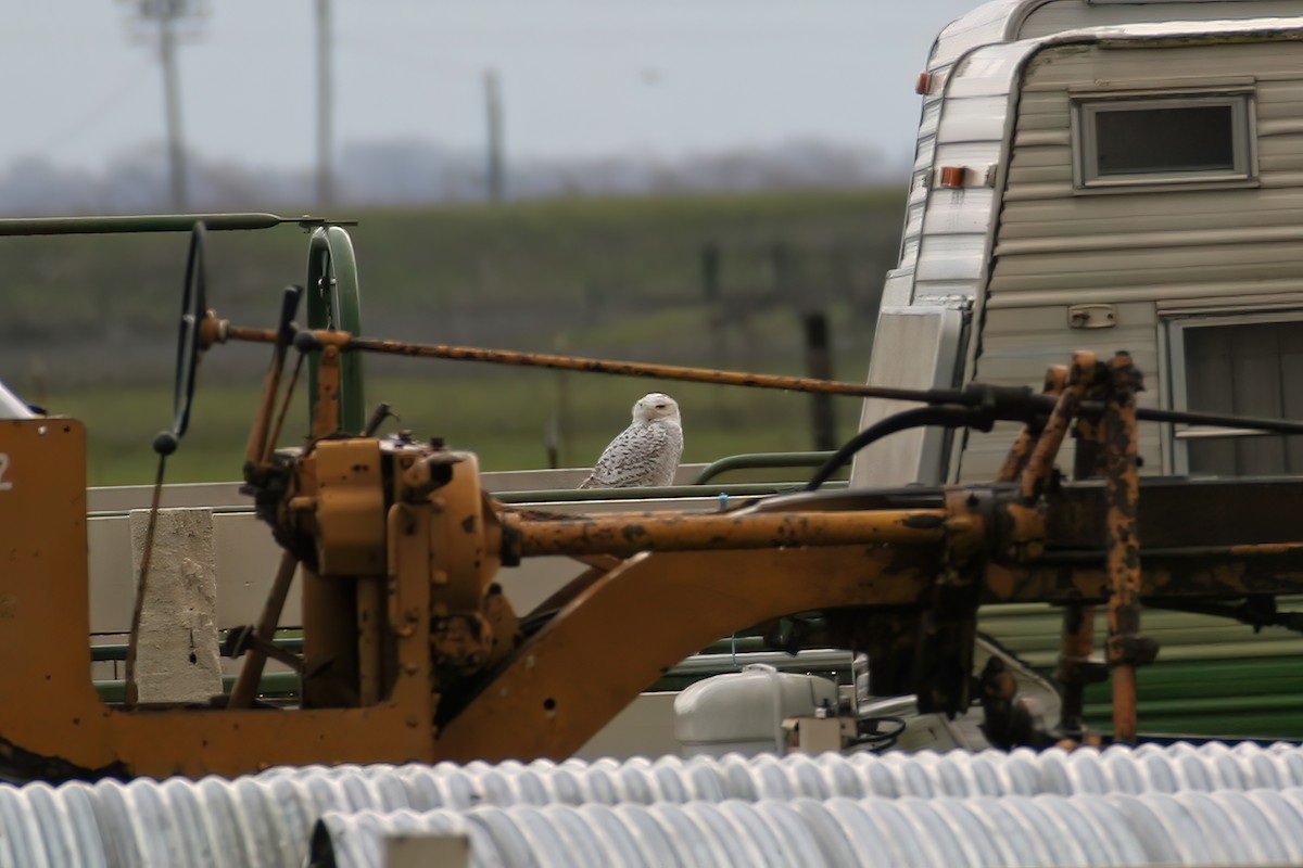 Snowy Owl - Greg Scyphers