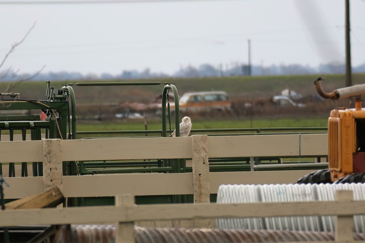 Snowy Owl - Greg Scyphers