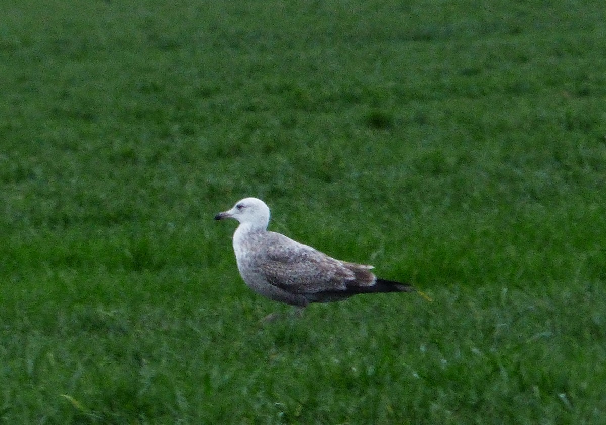 Herring Gull (American) - Karthik Murali