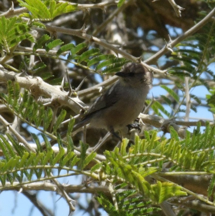 Bushtit - ML613299140