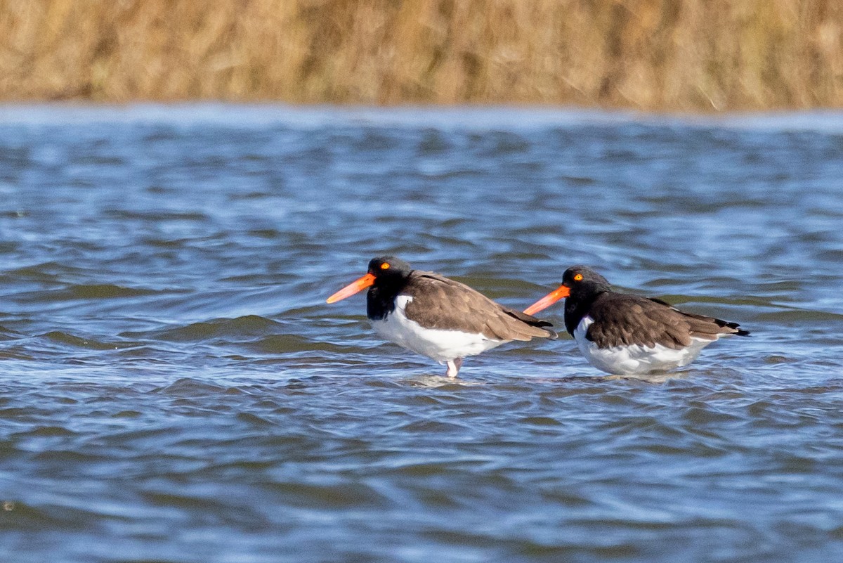 ústřičník americký - ML613299143