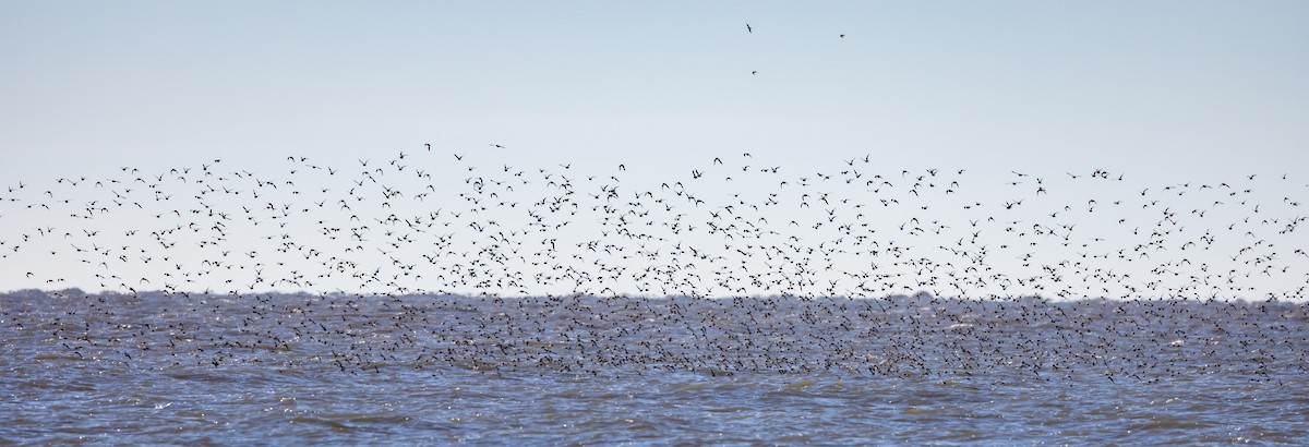 jespák obecný - ML613299185