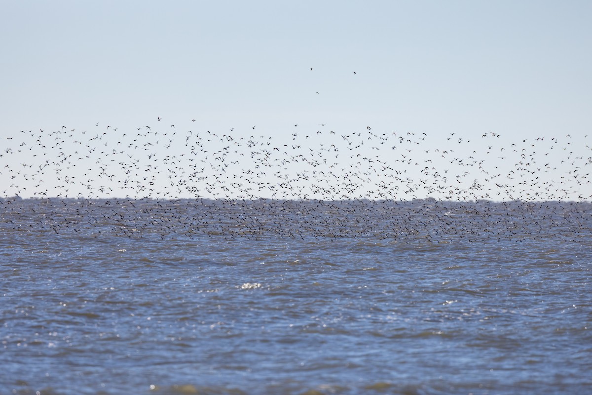 jespák obecný - ML613299187