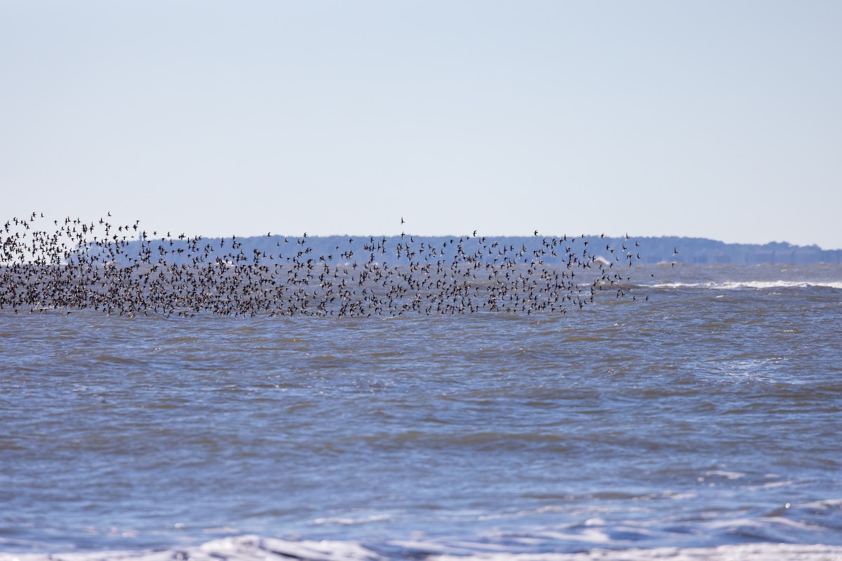 jespák obecný - ML613299192