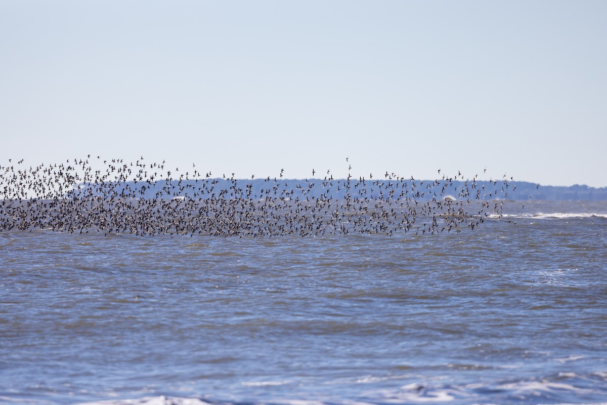 jespák obecný - ML613299193