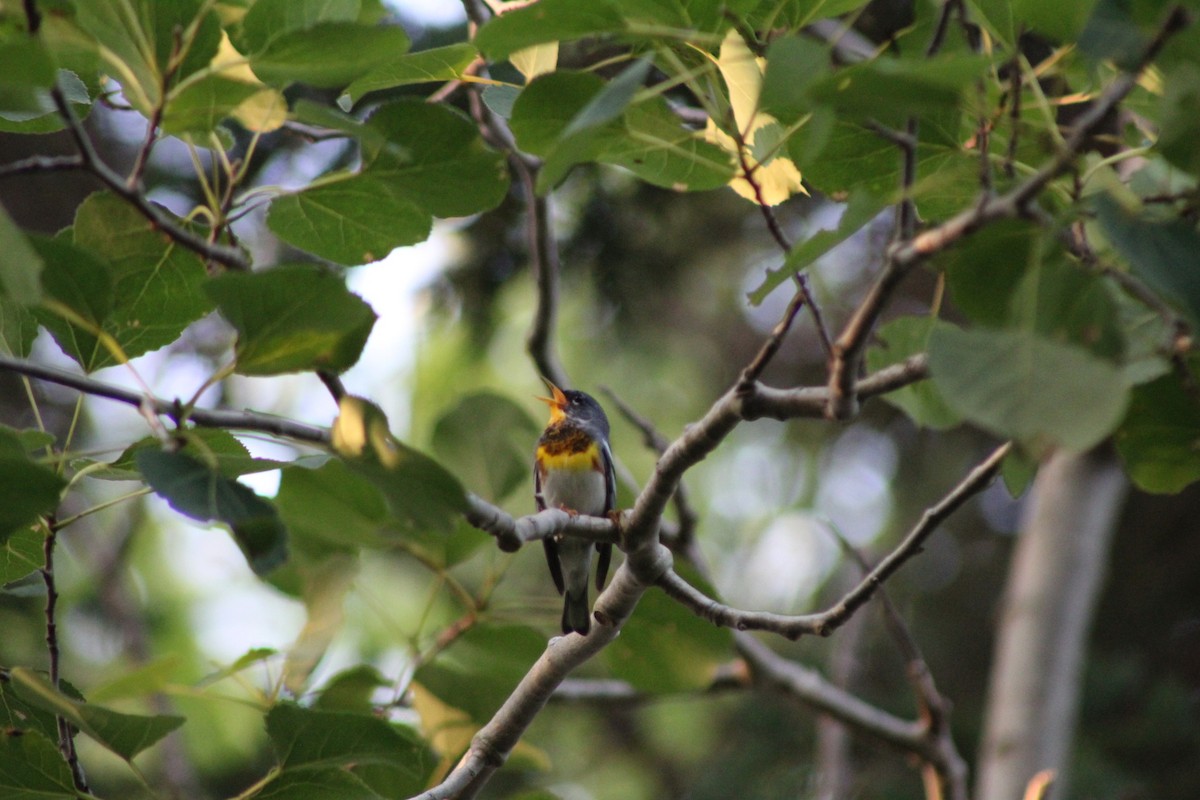 Northern Parula - ML613299225