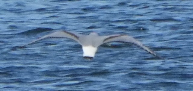 Bonaparte's Gull - ML613299251