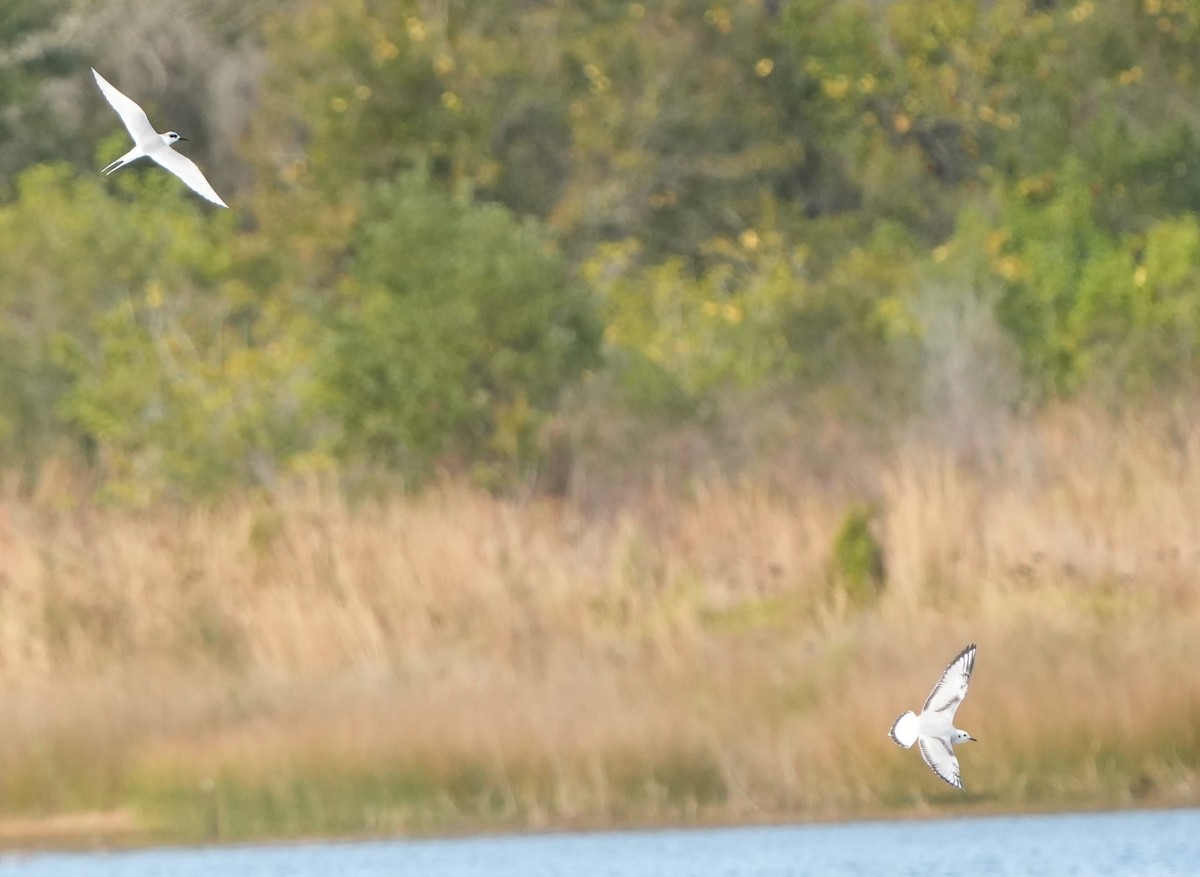 Forster's Tern - ML613299265