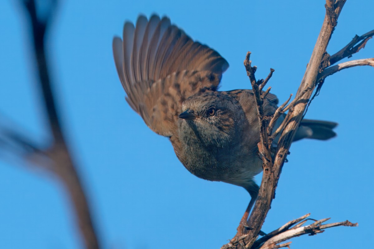 Dunnock - ML613299266