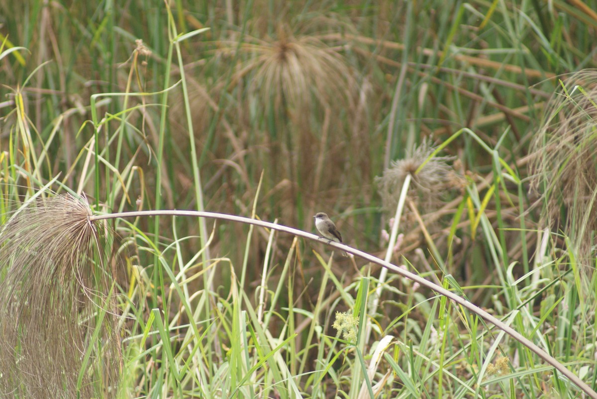 Swamp Flycatcher - ML613299275